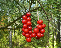 Buy dried Schizandra Berries, powder or capsules from Herbosophy