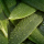 Olive Leaf Benefits: Snapshot